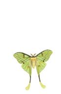 green Butterfly draft