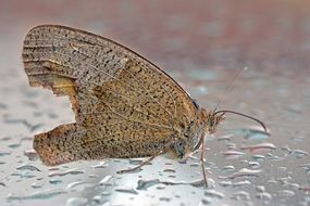 Butterfly on wet glass