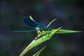 blue-winged demoiselle or dragonfly