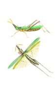 drawing of a grasshopper