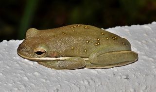 tree frog on a white surface