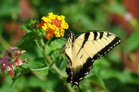 eastern tiger swallowtail on the flower