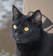 Portrait of domestic Black Cat