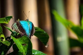 turquoise butterfly close up