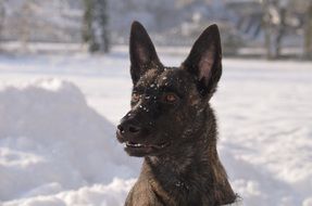 dutch shepherd among snowy nature