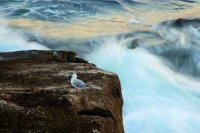 seagull on the rock