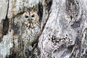 wild owl camouflage