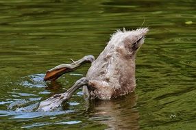 diving young swan