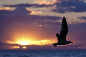 silhouette of a flying seagull against a sunset