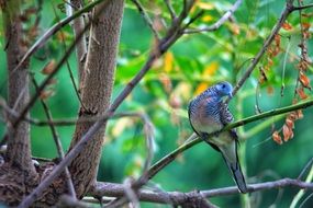 nice Birds Dove