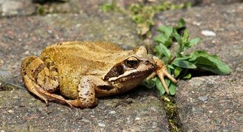 frog on the stone pavement
