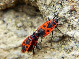 mating beetle on stone