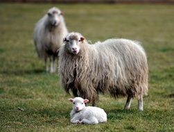 wonderful and beautiful Lamb