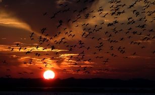 Flamingo Flock flying at Sunset sky