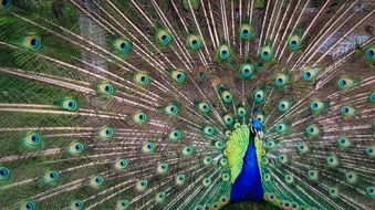 Colorful Feathers Animal