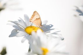 Summer Butterfly on a white daisy close-up on a blurred background