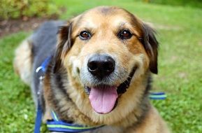 Smiling dog on meadow