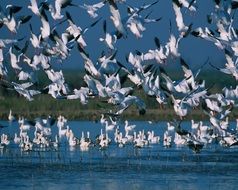 Picture of flying Snow Geese Flock