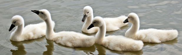 cute lovely Baby Swans