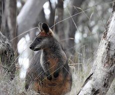 Cute colorful swamp wallaby