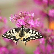 filigreed butterfly on the garden flower