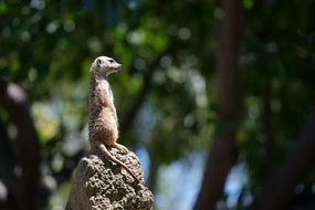 Mercat in the wildlife