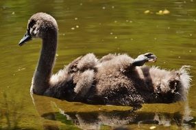 swan floating on the lake