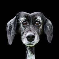 Hybrid dog Portrait drawing