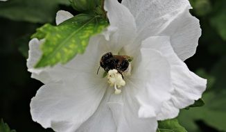 bumblebee in white Mallow Flower
