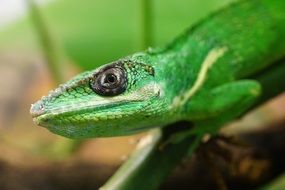 green small ritteranolis lizard in wildlife