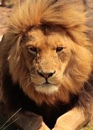 proud look of an African lion