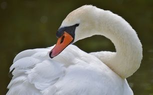 magnificently beautiful Swan Bird