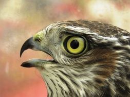 Sperber Bird Of Prey