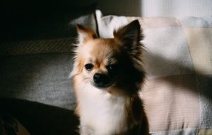 Small Dog Face Portrait