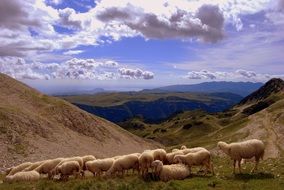 sheep herd grazing at scenic landscape