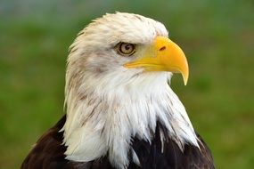 Natural Bald Eagle