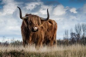 wild bull on the meadow