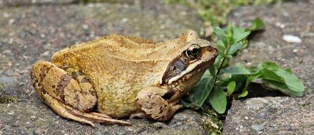 frog in wildlife