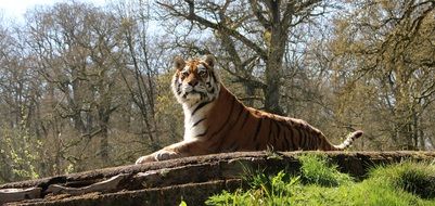Tiger lays down on ground at forest on a sunny day