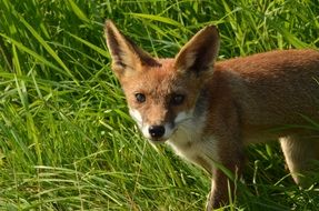 cute wild fox