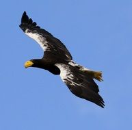 bird of Stellar Sea Eagle in flight