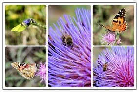 collage of insects on flowers