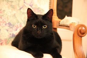 black cat on a soft chair