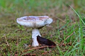 big black slug on white mushroom