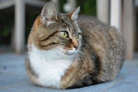 the cat is on the porch and looks into the distance