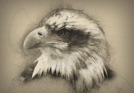 sketch of a bald eagle