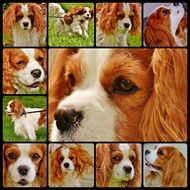 collage with portraits of a spaniel