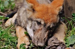 young wolf lying on the grass in the forest