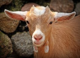 Horns Mammals