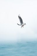 the white gull flies over the sea